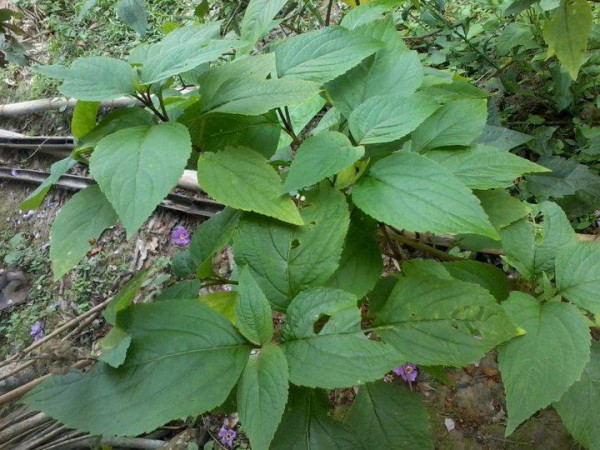 What Is Xukloti Xaak In Assam And How Is It Used In Assamese Cuisine And Traditional Remedies? — Assam general knowledge article
