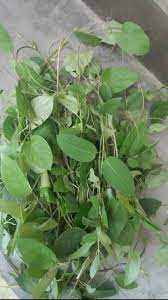 What Is Bhedailota In Assam And How Is It Used In Assamese Traditional Medicine And Cuisine? — Assam general knowledge article