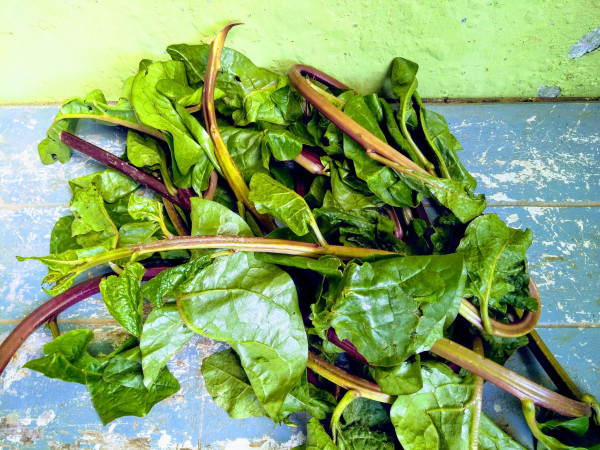 What Is Puroi Xaak In Assam And How Is It Used In Assamese Cuisine And Traditional Diets? — Assam general knowledge article