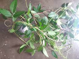 What Is Nol Tenga Xaak In Assam And Why Is It Special In Assamese Cuisine? — Assam general knowledge article