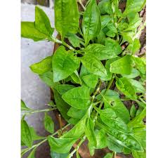 What Is Modhuxuleng Or Modhu Xuleng Xaak In Assam And What Makes It Important In Assamese Food Culture? — Assam general knowledge article