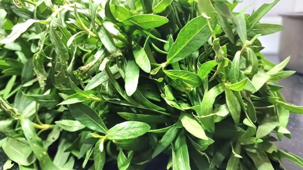 What Is Mati Kaduri In Assam And Why Is It An Important Aromatic Herb In Assamese Cuisine? — Assam general knowledge article