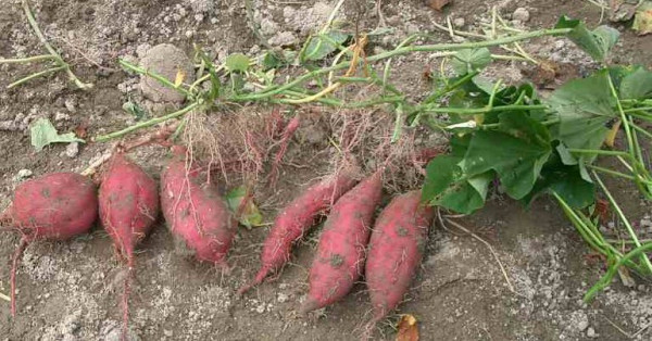 What Is Mitha Alu Or Ronga Alu In Assam And Why Is It A Popular Root Vegetable In Assamese Cuisine? — Assam general knowledge article