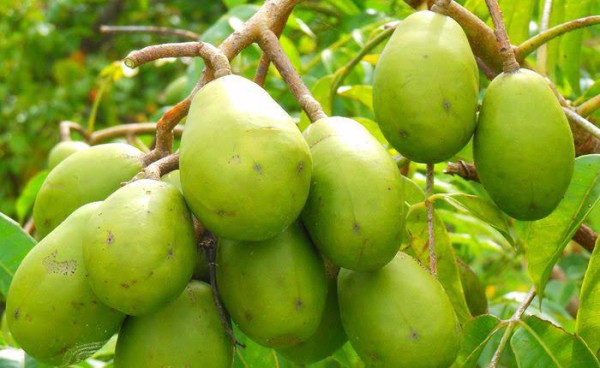 What Is Amora In Assam And Why Is It Valued In Assamese Traditional Food Culture? — Assam general knowledge article
