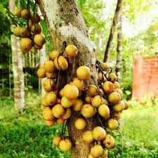 What Is Leteku Fruit In Assam And Why Is It A Popular Seasonal Fruit In Assamese Culture? — Assam general knowledge article