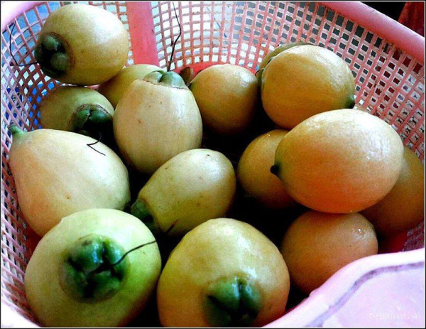 What Is Bogi Jamuk In Assam? — Assam general knowledge article