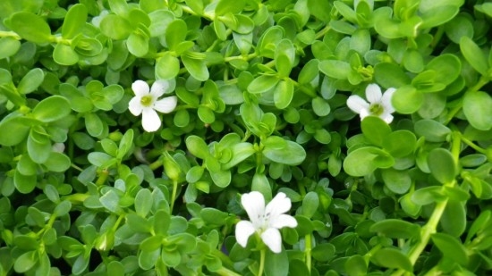 What Is Brahmi Xaak In Assam And Does It Improve Memory Power? — Assam general knowledge article