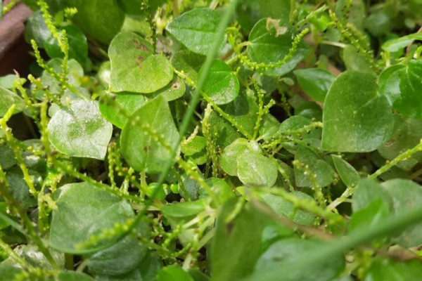 What Is Ponounuwa Xaak In Assam And Why Is It Considered Healthy? — Assam general knowledge article