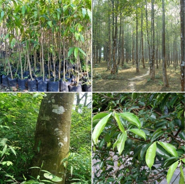 Which Parts Of Assam Have The Highest Agarwood (sasi Gos) Cultivation And What Makes Them Suitable — Assam general knowledge article