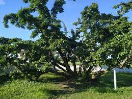 What Is The Bakhar Bengena Tree In Sivasagar And Why Is It Famous? — Assam general knowledge article