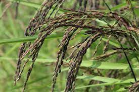 What Are The Varieties Of Rice Available In Assam And The Names Of 200 Plus Rice Species? — Assam general knowledge article