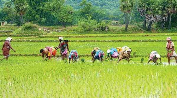 What Percentage Of Assam’s Population Depends On Agriculture For Their Livelihood? — Assam general knowledge article