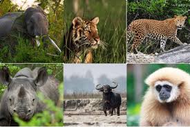 Top 50 Wildlife & Environment Of Assam Gk Questions And Answers For Competitive Exams. — Assam general knowledge article