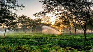 How To Plan A Perfect Trip To Assam From Major Cities Of India To Cover All Top Tourist Attractions? — Assam general knowledge article