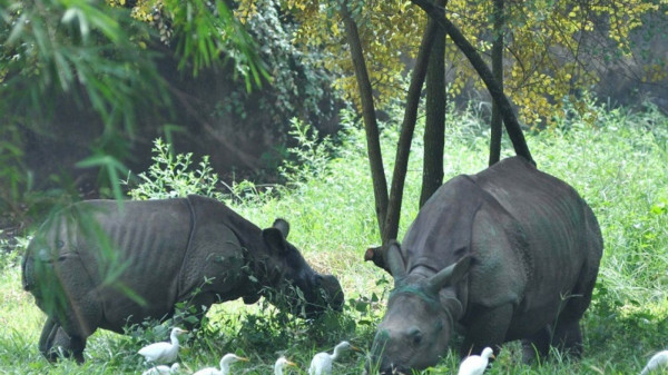 What Is The Luxury Budget To Visit Assam And Explore Its Most Popular Tourist Destinations In Comfort And Style? — Assam general knowledge article