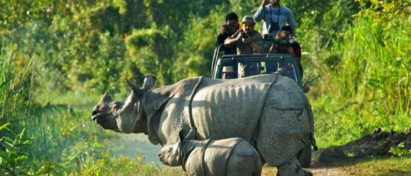 Which Is Better To Visit In Assam – Kaziranga National Park Or Manas National Park? — Assam general knowledge article