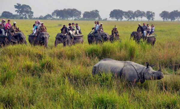 Kaziranga Elephant Safari – Price, Timing, Zones & Online Booking Guide For Indians And Foreigners. — Assam general knowledge article