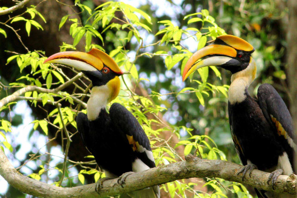 Flora And Fauna Of Manas National Park – Wildlife, Bird Species & Vegetation Types In Assam’s Unesco Tiger Reserve. — Assam general knowledge article