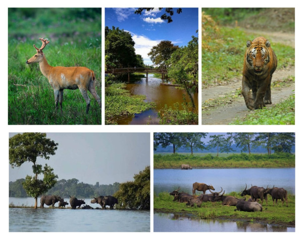 List Of Animals Found In Assam’s National Parks And Wildlife Sanctuaries – Where To Spot Them Easily. — Assam general knowledge article