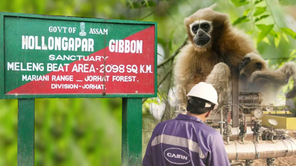 What Is Oil Exploration In Gibbon Sanctuary And Why It Is A Habitat Threat To The Sanctuary? — Assam general knowledge article