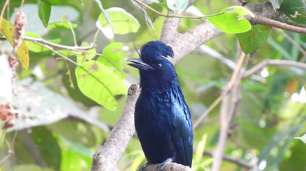 What Are The Mimicry Birds Found In Assam And Their Natural Habitats? — Assam general knowledge article