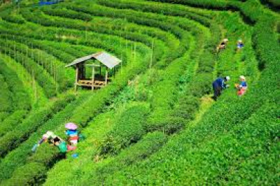 What Are The 10 Most Popular Tea Gardens In Assam? illustration