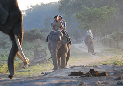 Jeep And Elephant Safari At Pobitora Wildlife Sanctuary | Best Hotels And Booking Guide. illustration