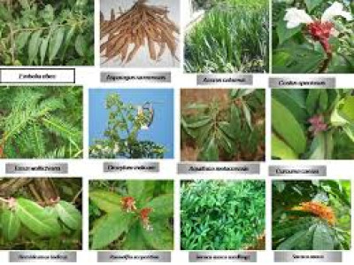 How Many Medicinal Plants Are Found In Assam And What Are Their Traditional Uses? illustration