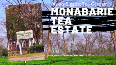 Which Is The Largest Tea Factory In Assam? illustration