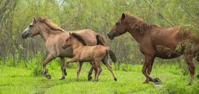 What Are Feral Horses In Assam And Why Are They Found Only In Dibru illustration