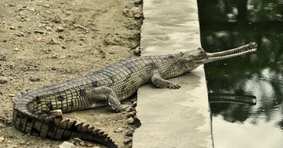 Are Gharials The Same As Crocodiles In The Brahmaputra River Of Assam? illustration