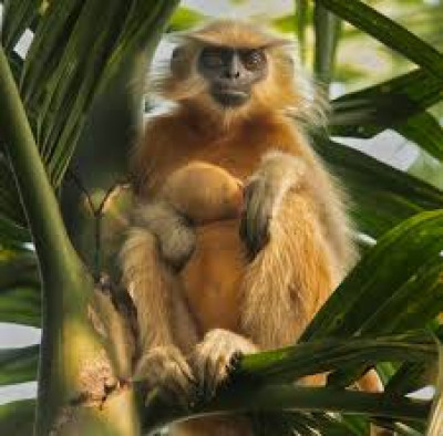 Which Rare And Endangered Animal Is Assam Famous For? illustration