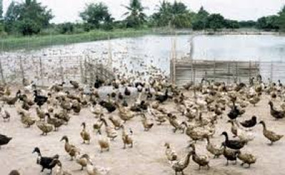 What Is The Fish Duck Integrated Farming System In Assam And How Does It Increase Farm Income Sustainably? illustration