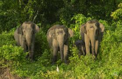 Which Organization Is Recognized As Assam's First Non illustration