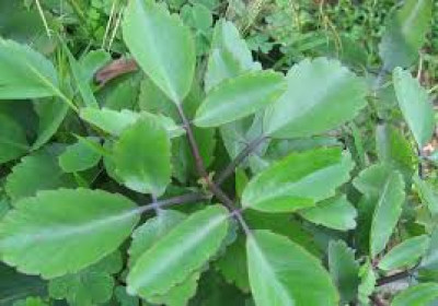 What Is Dupor Tenga Paat In Assam? Health Benefits And How To Cook Traditional Assamese Sour Leaf