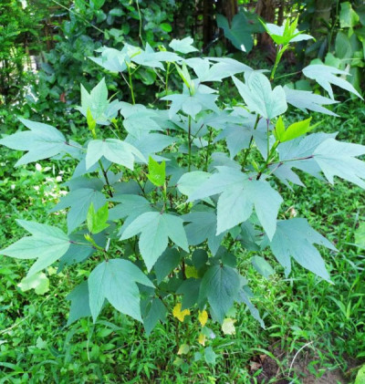 What Is Tengamora Paat In Assam? Health Benefits And Traditional Cooking Methods Explained