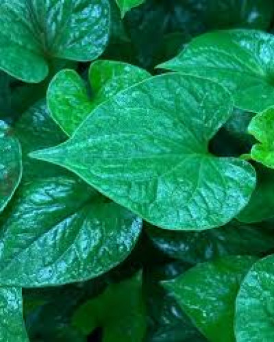 What Is Masundari In Assam? Nutritional Benefits And Traditional Assamese Cooking Methods