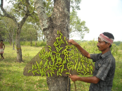 What Is Muga Leta In Assam And Its Role In Muga Silk Production?
