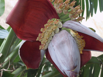 What Is Koldil In Assam And How Is Banana Flower Used In Traditional Assamese Cuisine?