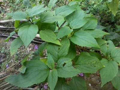What Is Xukloti Xaak In Assam And How Is It Used In Assamese Cuisine And Traditional Remedies?