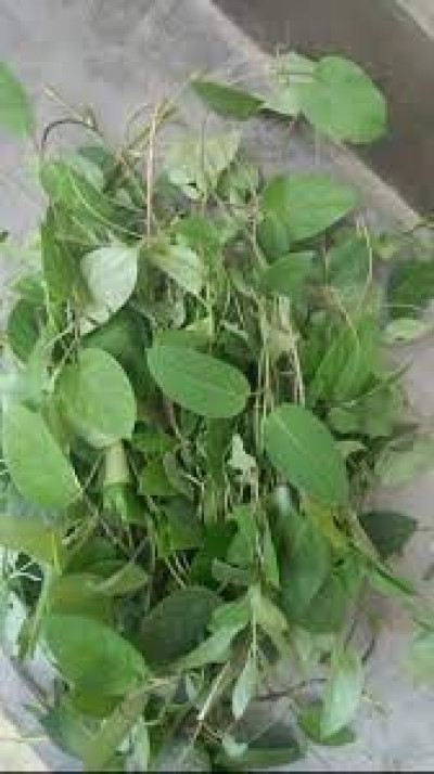 What Is Bhedailota In Assam And How Is It Used In Assamese Traditional Medicine And Cuisine?
