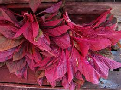 What Is Morisa Xaak In Assam And How Is It Used In Assamese Cuisine And Traditional Herbal Practices?