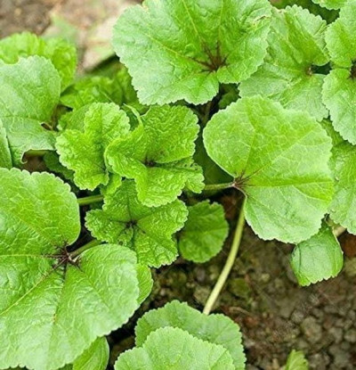 What Is Lofa Xaak In Assam And Why Is It Valued In Assamese Traditional Cuisine?