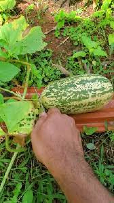 What Is Siral Fruit In Assam And How To Eat It?