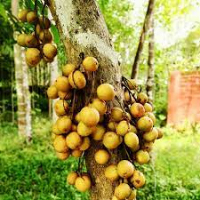 What Is Leteku Fruit In Assam And Why Is It A Popular Seasonal Fruit In Assamese Culture?