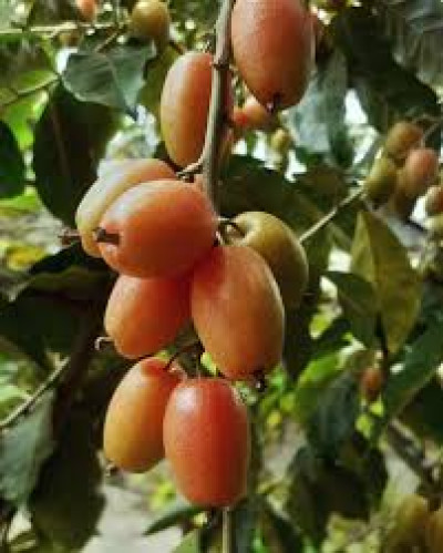 What Is Mirika Tenga In Assam And How Is This Tangy Fruit Used In Assamese Cuisine?