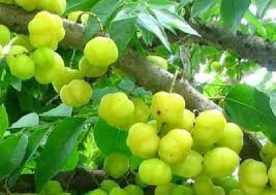 What Is Pora Amlakhi In Assam And Why Is It Considered Healthy?