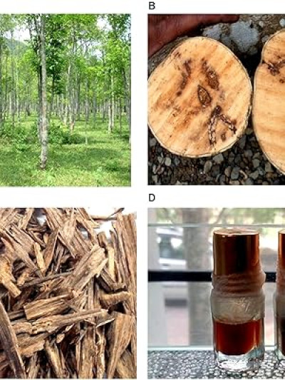 What Is Sasi Gos (agarwood) In Assam And Why Is It Economically Valuable?