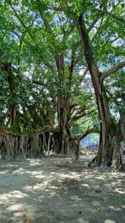 Where Is Asia’s Second Largest Banyan Tree Located In Assam?