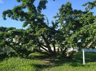 What Is The Bakhar Bengena Tree In Sivasagar And Why Is It Famous?